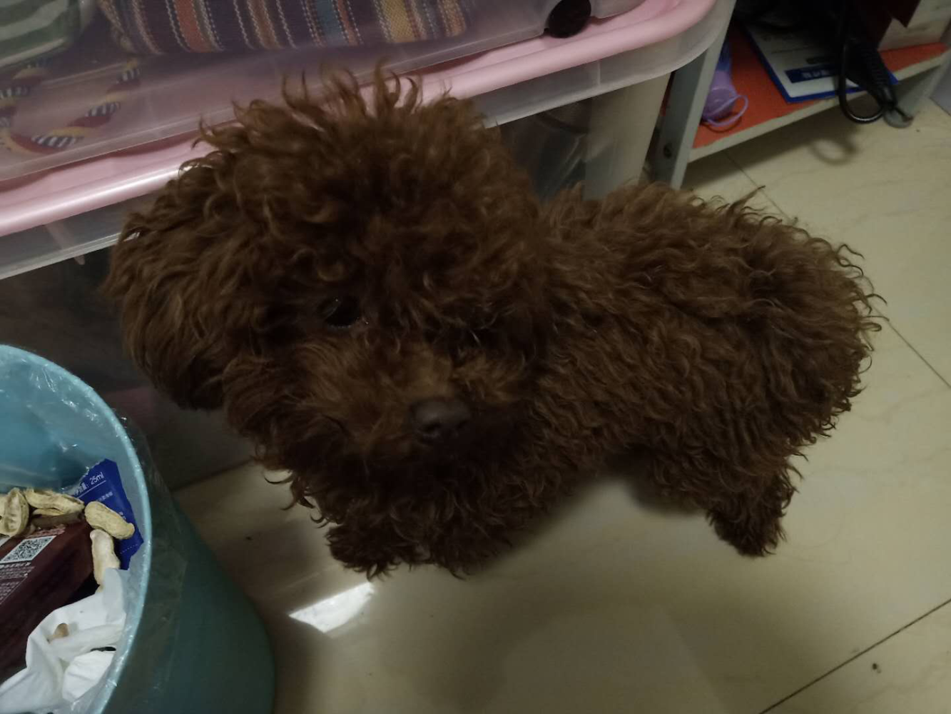 家里的泰迪为了吃, 它已经把自己的自尊扔掉了