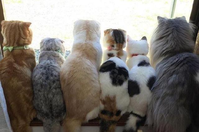 貓咪很傲嬌但流浪了就會懂秩序，自己的貓貓為啥就不懂呢？