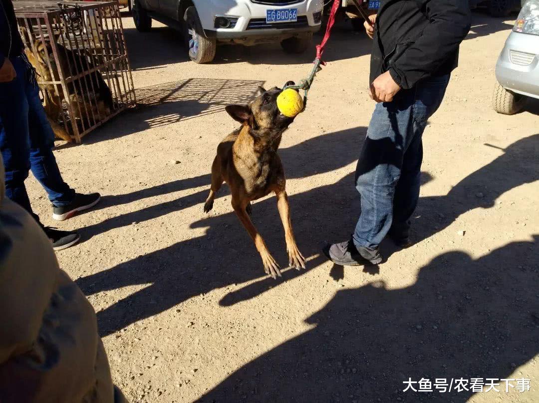 商贩出售的马犬绝活不少, 喊价1800元! 围观者觉得太贵了