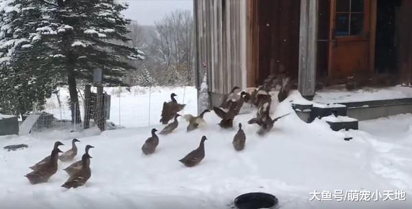 放风啦！鸭鸭开心冲雪地，下秒整群转身抢着撤退：冷爆啦