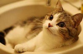 主人给猫咪洗澡，猫咪却狂躁不安，只要这两件法宝就可解决问题