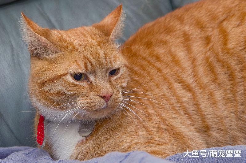 萌宠：猫咪夏天很容易中暑，带你了解猫咪中暑后如何治疗