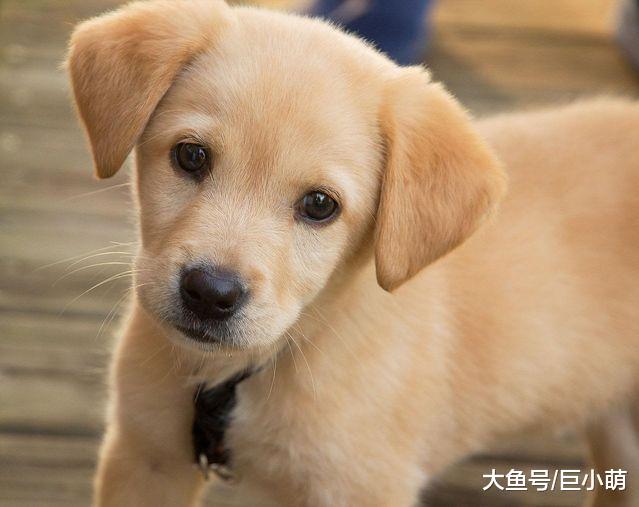 从出生到18个月，狗狗经历2个恐惧期，帮狗狗克服恐惧，至关重要