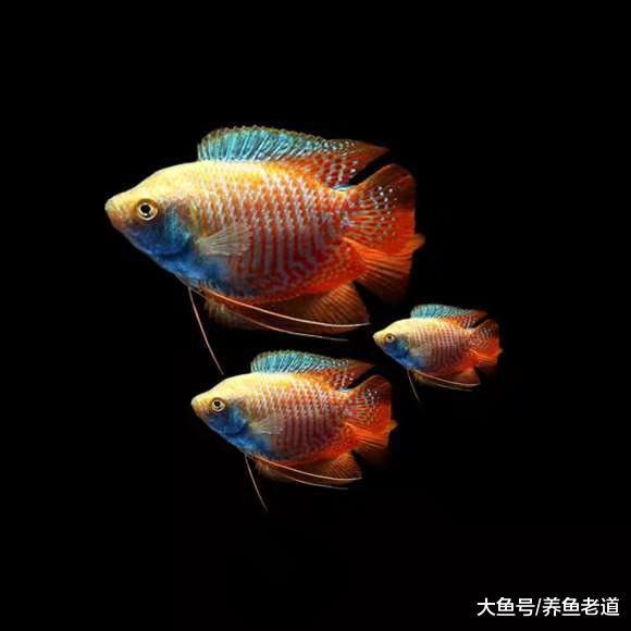 这种小型观赏鱼欣赏价值极高，爆缸速度很快，绝对碾压迷你鹦鹉鱼