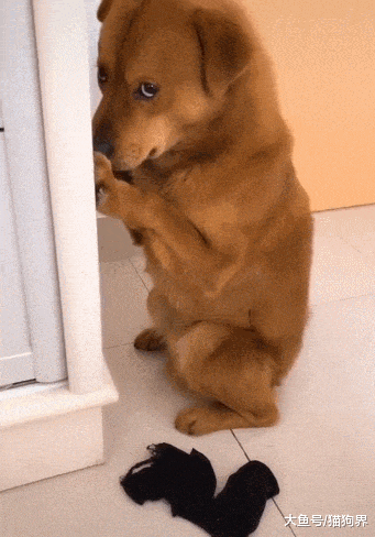 狗狗咬壞的襪子，被鏟屎官秒變防凍面罩，網友：趕緊戴上味別散了