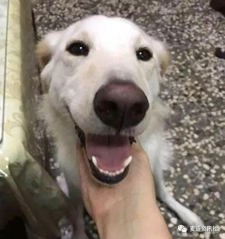 网友晒出三年对比照，狗狗长大了奶奶却老了，满满都是感动！