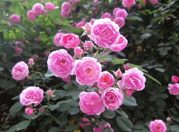 这些绿植不适合摆放在室内，你要知道！