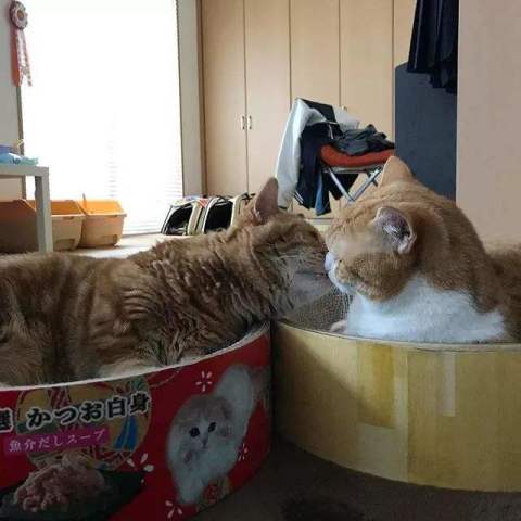 5只大橘撅屁屁盯小橘学走路，紧张表情太搞笑，小橘猫：操心老哥