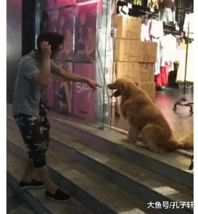 金毛坐在别人的店门口不肯走 主人气得抓破头皮 原因让人笑喷了