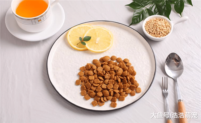 冬天不要对狗狗做下面5件事, 宠主别不当回事, 会伤害到它的