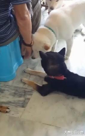 3只狗狗围着主人争宠，一个个排队等着被摸，你摸够了到我了