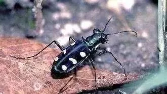 惊奇：雪貂不交配就会死？ 经调查， 世界上最致命的动物是蚊子