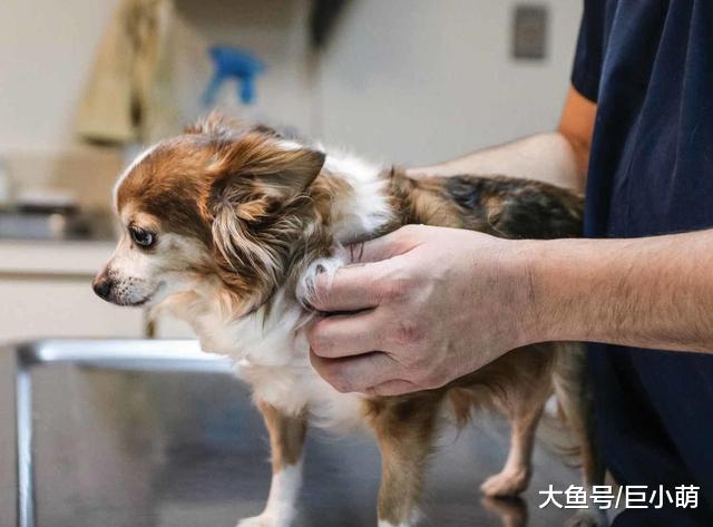 为什么狗狗看病这么贵？因为和这4个方面，息息相关