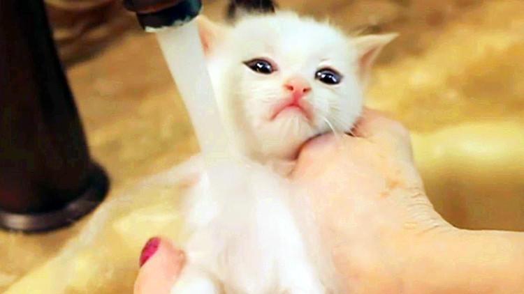 猫主子害怕洗澡，却总喜欢偷看主人洗澡！