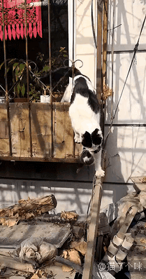 流浪猫把小猫叼给了我，一看脸我懵了