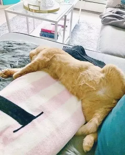 房东不让养猫，租客把打算领养的猫照片发给他，他立马改规定！