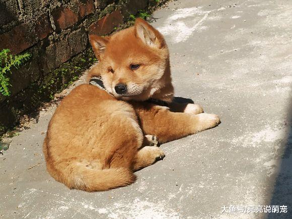 阿姨去买小狗，一眼就相中了它，这只土狗长得太可爱了
