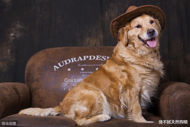 这5种狗狗，明明体型很大，却一个比一个温顺