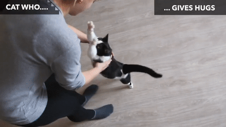 猫咪都会做啥？你想得到吗……