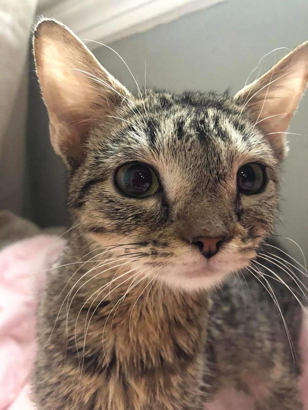 高冷的猫咪经常抓自己和要自己，得用些小办法稍微惩罚一下