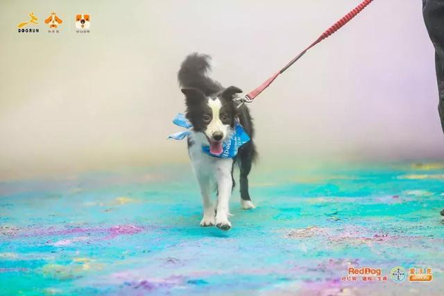 彩跑现场|作为广州人, 和狗开年彩跑好彩到爆