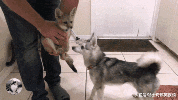 主人带回家一只狐狸，结果二哈闻了好久，感觉气味有点不对