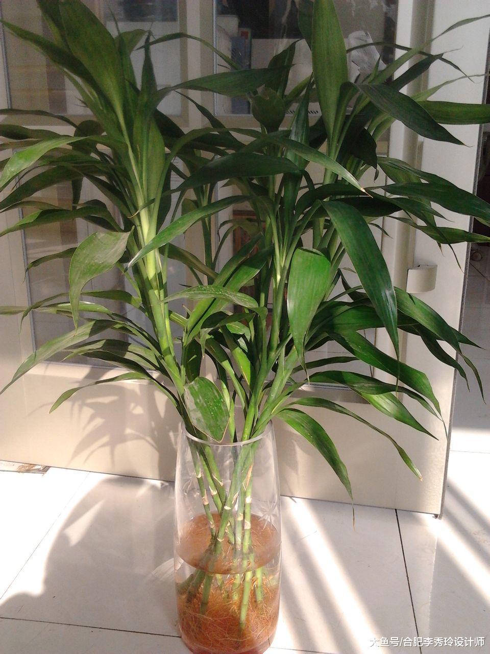 3點沒注意，富貴竹買回家也養不活！怪不得有的花店拿它做促銷，坑