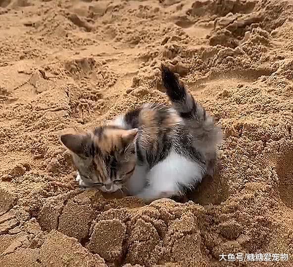世界上最大猫砂盆，小猫将沙滩当做猫砂盆，主人：这猫砂钱省了！
