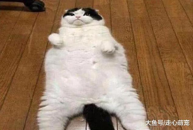 猫咪被拉去绝育, 回来后要找警察: 警察叔叔有人偷我东西!