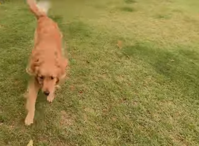 怀孕了不能养狗，会感染弓形虫？狗子：这个锅我不背