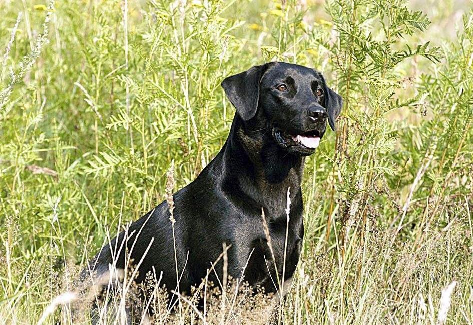 狗狗撕破了院子里曬的被子，老媽訓了它一頓，悲催了