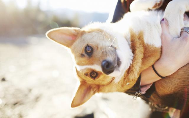 狗狗受伤了应该怎么办？处理不好可能留下后遗症，主人要做好处理