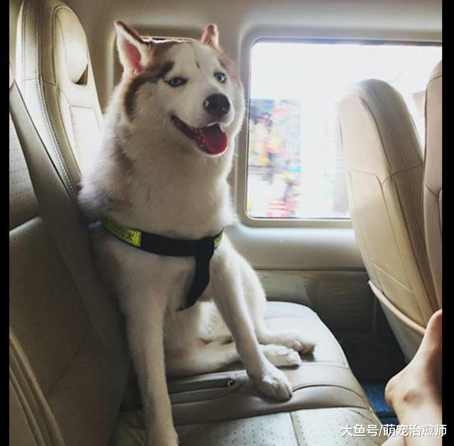 哈士奇流口水滴在車座上，主人就用塑料袋把它的嘴套住，好委屈！