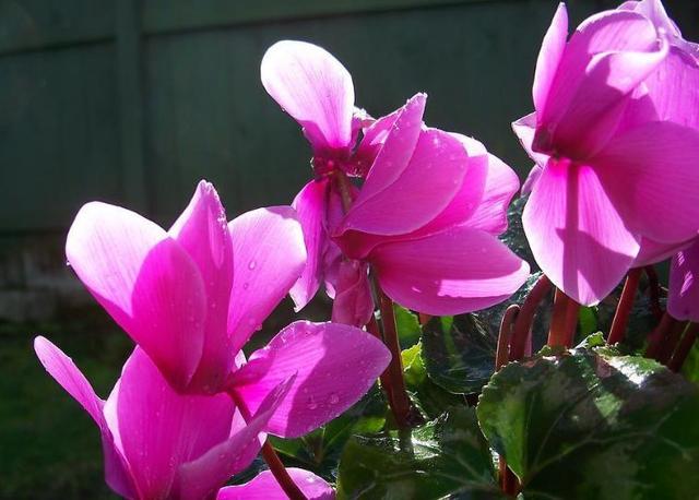 仙客来怎么养开花时间更长了！记住这几点能让仙客来延长花期哦