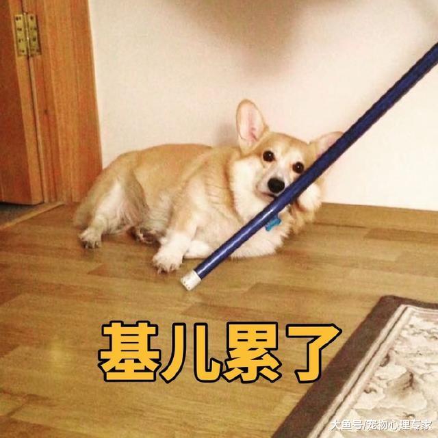 辟谣：狗狗抖腿是闹着玩？别不当回事，这可能是疾病的前兆