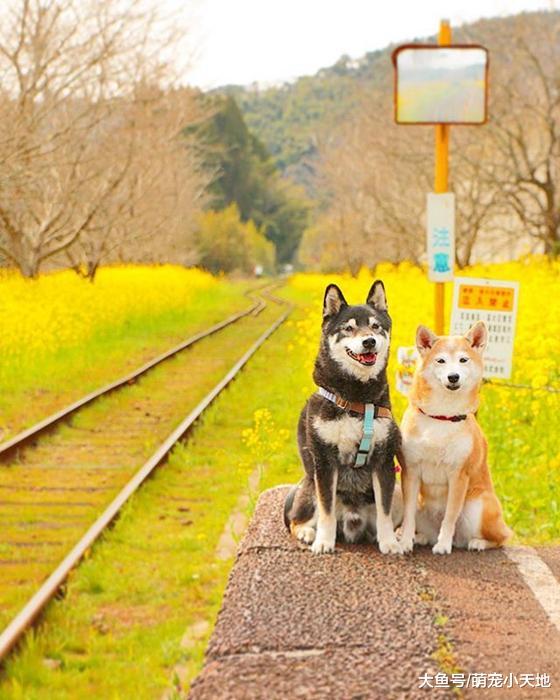 超可爱柴犬兄妹，带着疗愈笑容来融化每个人的心！