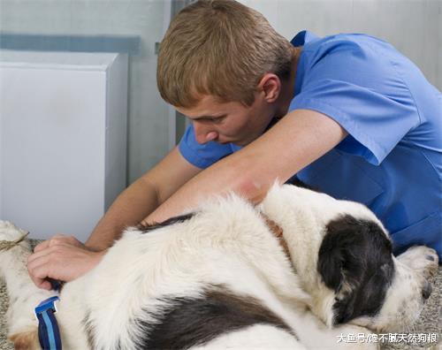 狗狗驱不驱虫无所谓? 造成的这5个“后果”, 很严重!