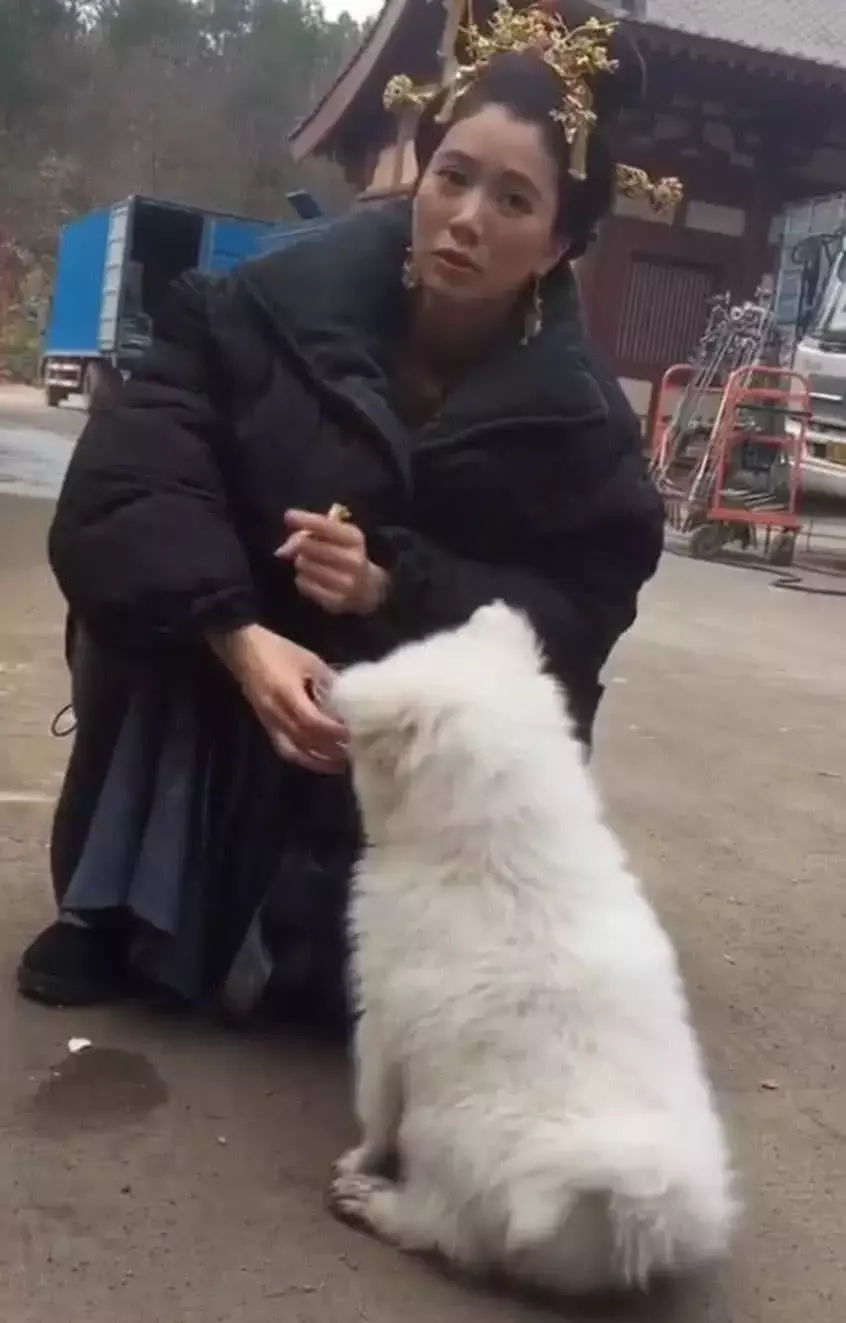 萨摩耶误闯进拍摄剧组, 女神袁咏仪的做法得到众网友一致叫好