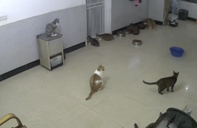 老鼠半夜误闯猫咪救助站，十几只猫咪可开心了：谁叫的外卖送到了