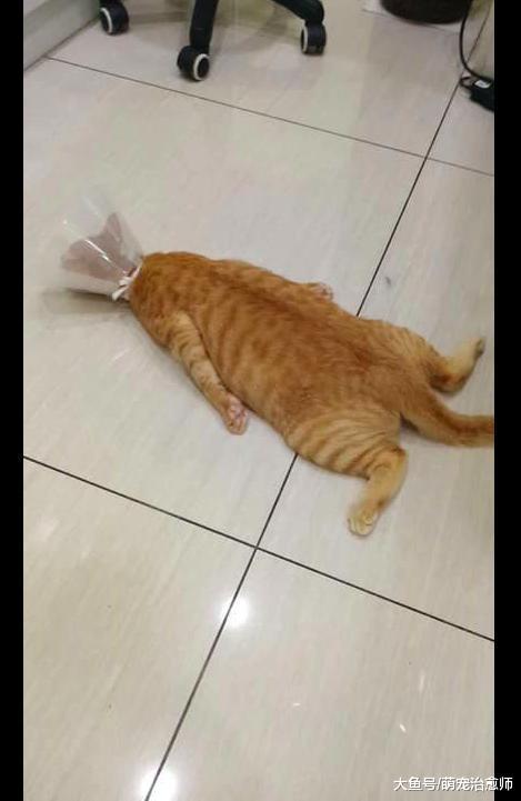 主人带猫咪去做绝育手术, 回家后就趴在地上一动不动, 自闭了吗?