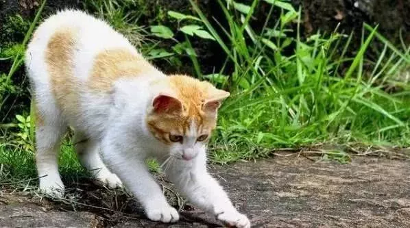 猫咪和蛇干架，为什么从没见蛇赢过？终于知道原因了！