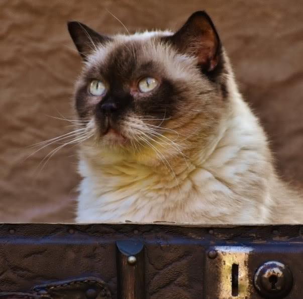 年老貓咪各項能力都衰退，照顧它們鏟屎官需要格外注意哪幾方面呢