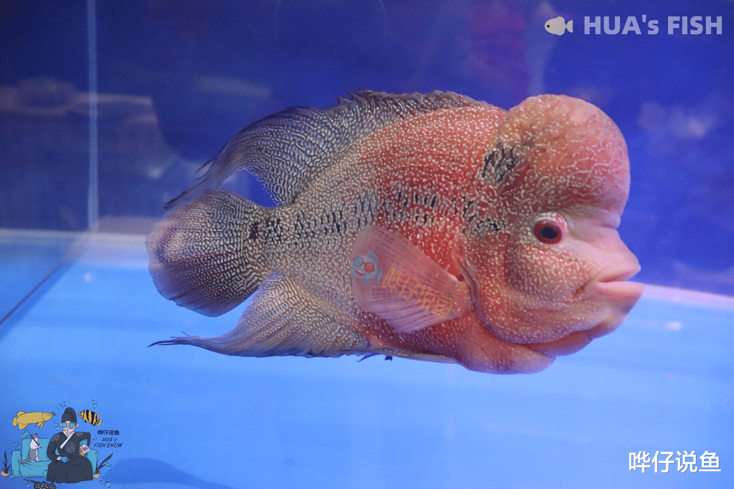 去朋友家做客，看到一缸观赏鱼，你该如何说话，才不会让他记恨你