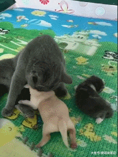 英短蓝猫最近很心塞，被小金毛误当成了妈，主人：有奶便是娘啊