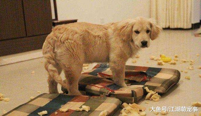 6个宠主常犯的错误，会让狗狗养成坏习惯