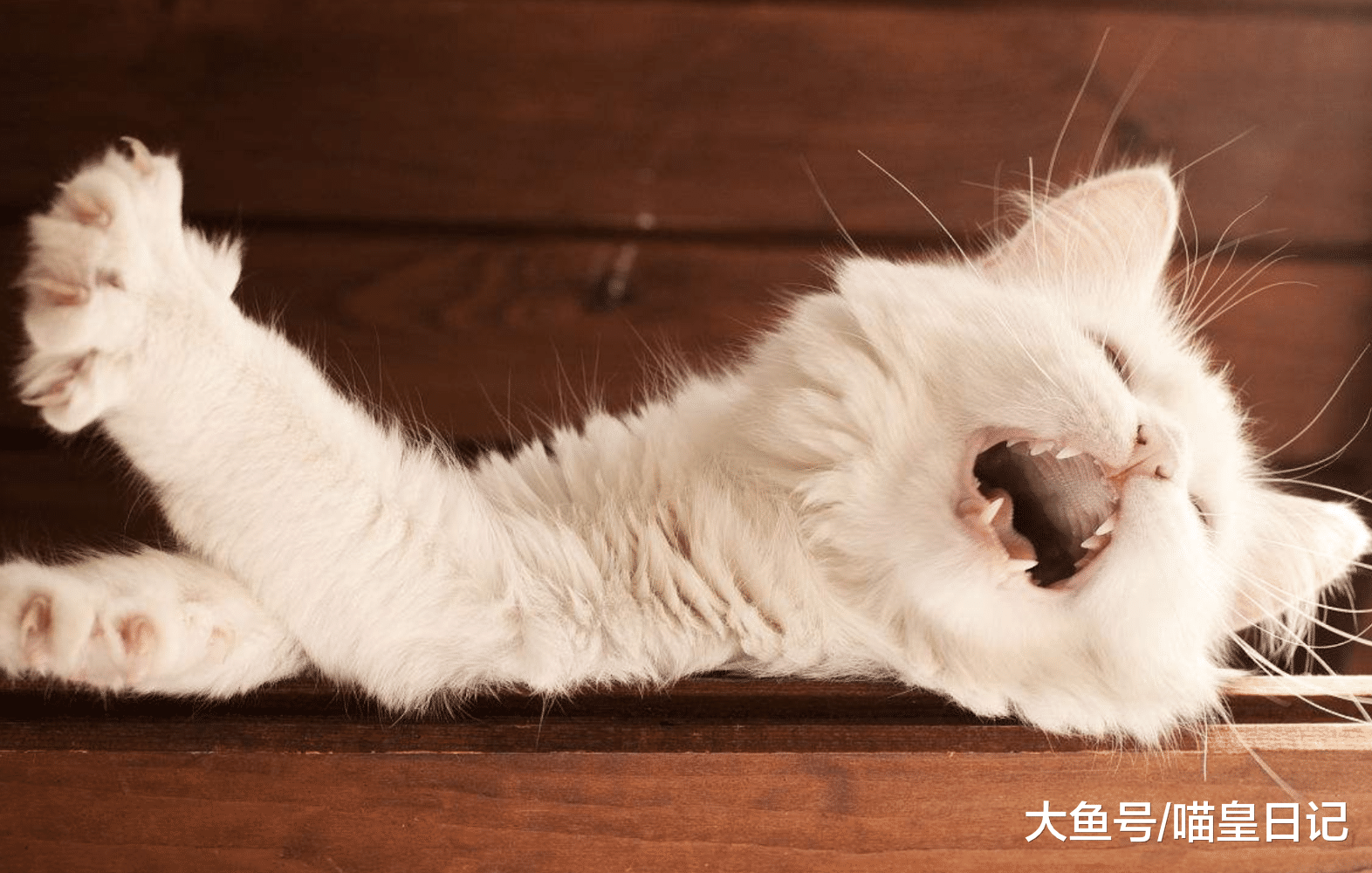 如果喵星人有以下四種表現，恭喜你，它把你當成是貓媽媽了！