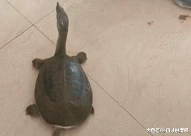 宠主家的甲鱼被狗狗同化，竟然会看电视：这只甲鱼有自己的想法