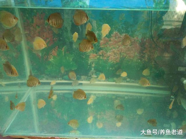 觀賞魚的生化過濾系統是否會有物理過濾的作用，這只是猜測！