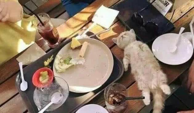 小奶猫吃饱了往桌上一躺, 引众人围观, 下一秒全场爆笑