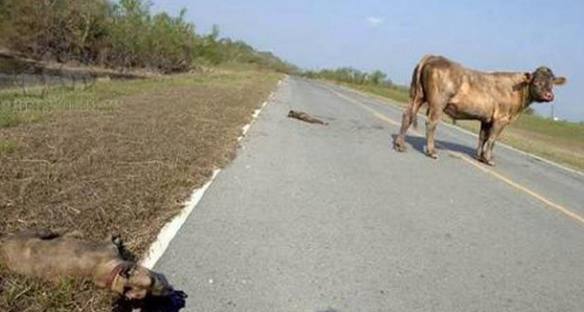 两比特犬挑衅大水牛，激烈战斗似动物世界，最后忍不住笑了